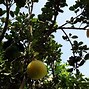 Image result for Grapefruit Tree ID