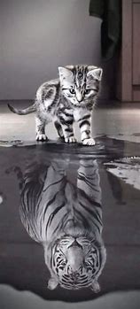 Image result for Cat Wallpaper for Phone with Lion Reflection