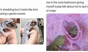 Image result for Reptile Memes What I Do