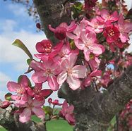 Image result for Flowering Plum Tree