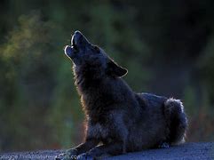 Image result for Howling Wolf Animal
