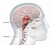 Image result for Base of Brain Stem