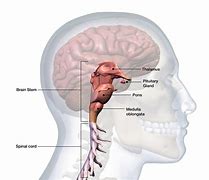 Image result for Brain Stem Anatomy Labeled