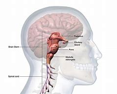 Image result for Human Brain Stem