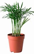 Image result for IKEA Bergpalm