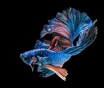 Image result for Blue Hook Fish