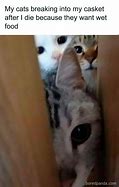 Image result for Cute Cat Owner Memes