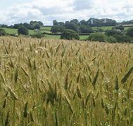 Image result for A Banner Bringing in the Sheaves