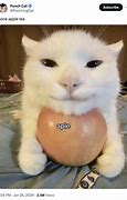 Image result for Sad Cat Apple Meme