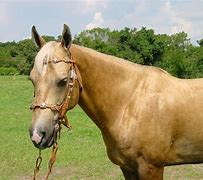 Image result for Palomino Horse Names