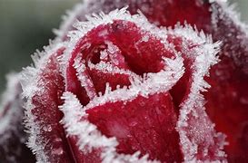 Image result for Frost Rose