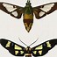 Image result for Different Types of Insects
