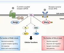 Image result for plc Pathway