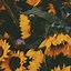 Image result for Aesthetic iMac Sunflower Wallpapers