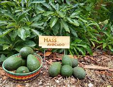 Image result for Avocado Case Produce