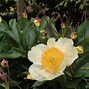 Image result for Paeonia Claire de Lune