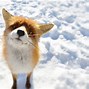 Image result for Baby Foxes