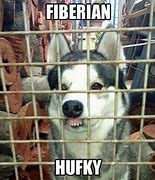 Image result for Thiberian Husky Meme