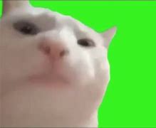 Image result for Staring Funny Cat Meme