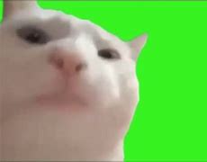 Image result for Cat Meme Video
