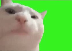 Image result for Cat Smile Meme with Teetthttpiurl