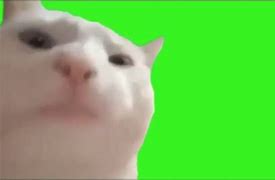 Image result for Karate Cat Meme