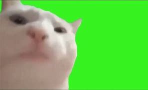 Image result for Cats 2019 Meme