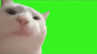 Image result for Cat Meme Greenscreen