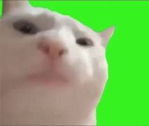Image result for Human Cat Meme