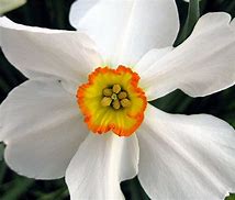 Image result for Narcissus Actaea