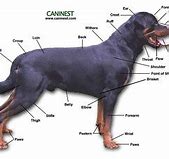 Image result for Canine