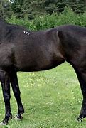 Image result for Black Horse Breeds Girl