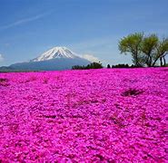 Image result for Japan Flower Field
