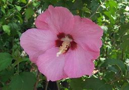 Image result for Hibiscus syriacus Aphrodite