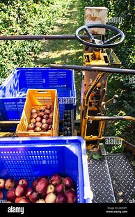 Image result for Apple Orchard Harvest