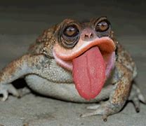 Image result for Funny Fat Frog