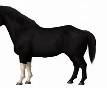 Image result for Smallest Draft Horse Breeds