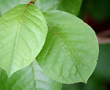Image result for Green Leaf High Resolution