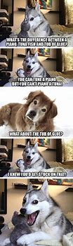 Image result for Husky Puppy Telling Joke Meme