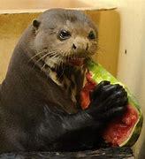 Image result for Otter Eating Watermelon Meme