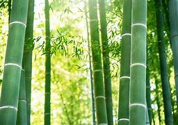 Bambou 的图像结果