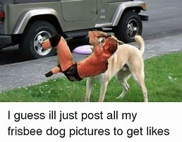 Image result for Frisbee Dog Meme
