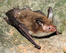 Image result for Vesper Bat
