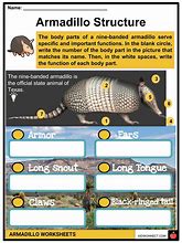 Image result for Armadillo Worksheets