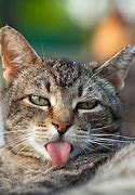 Image result for 100 Funny Cat