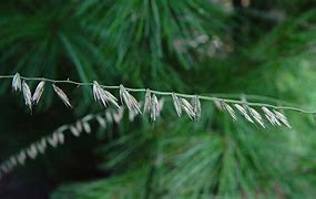 Image result for Bouteloua curtipendula