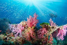 Image result for Seabed Photography
