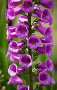 Image result for Digitalis purpurea