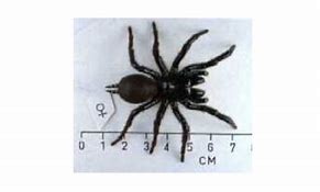 Image result for Sydney Funnel-Web Spider Fangs