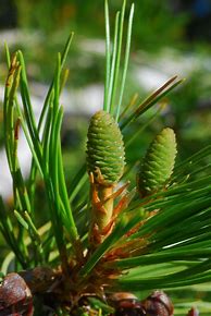 Image result for Pinus monticola Sisk Mtn.